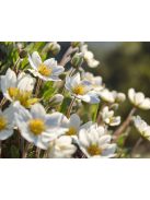 Havasi magcsákó / DRYAS octopetala 