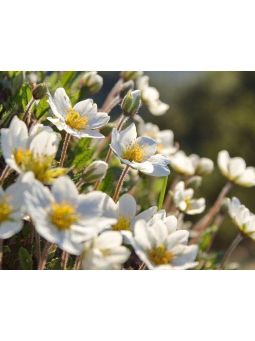 Havasi magcsákó / DRYAS octopetala 