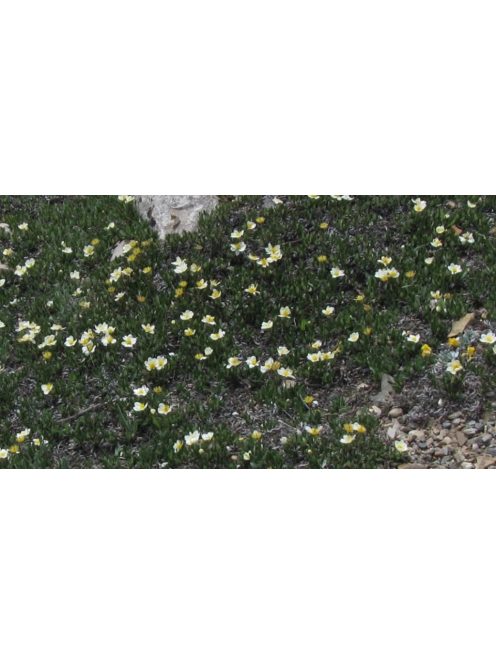 Havasi magcsákó / DRYAS octopetala 