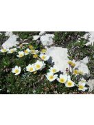 Havasi magcsákó / DRYAS octopetala 