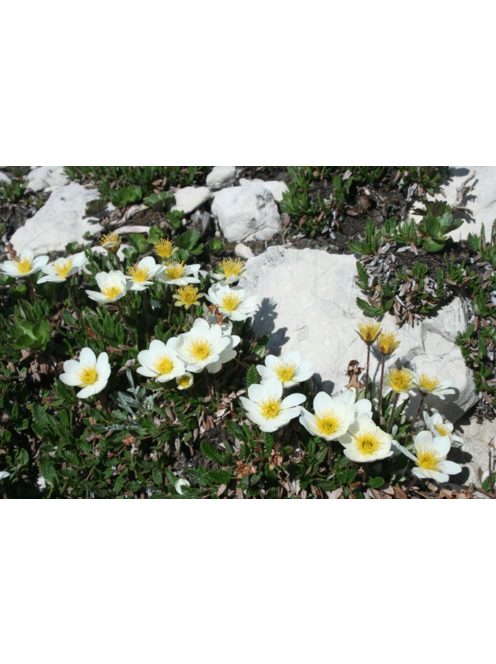 Havasi magcsákó / DRYAS octopetala 