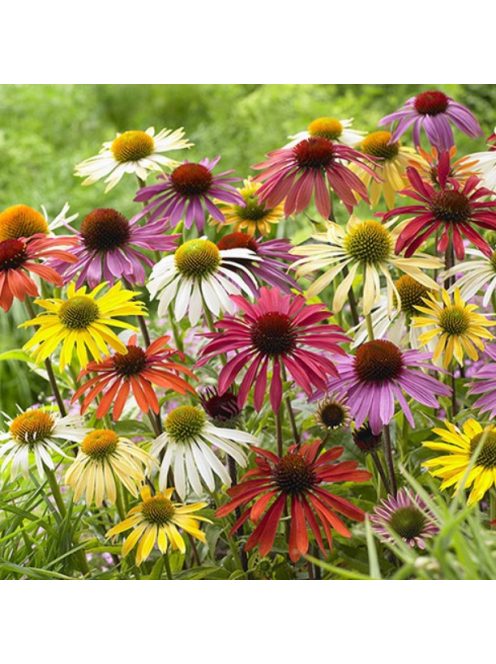 Bíbor kasvirág / ECHINACEA Purpurea-Hybr. 'Cheyenne Spirit'