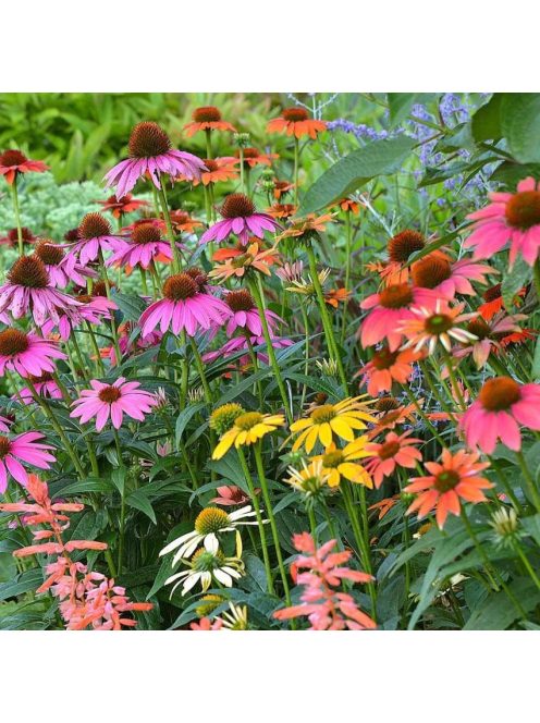 Bíbor kasvirág / ECHINACEA Purpurea-Hybr. 'Cheyenne Spirit'