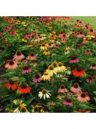 Bíbor kasvirág / ECHINACEA Purpurea-Hybr. 'Cheyenne Spirit'