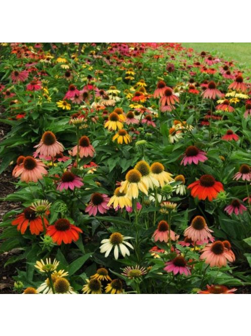 Bíbor kasvirág / ECHINACEA Purpurea-Hybr. 'Cheyenne Spirit'
