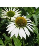 Bíbor kasvirág / ECHINACEA purpurea 'Happy Star' 
