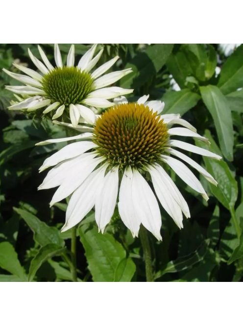 Bíbor kasvirág / ECHINACEA purpurea 'Happy Star' 