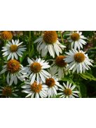 Bíbor kasvirág / ECHINACEA purpurea 'Happy Star' 