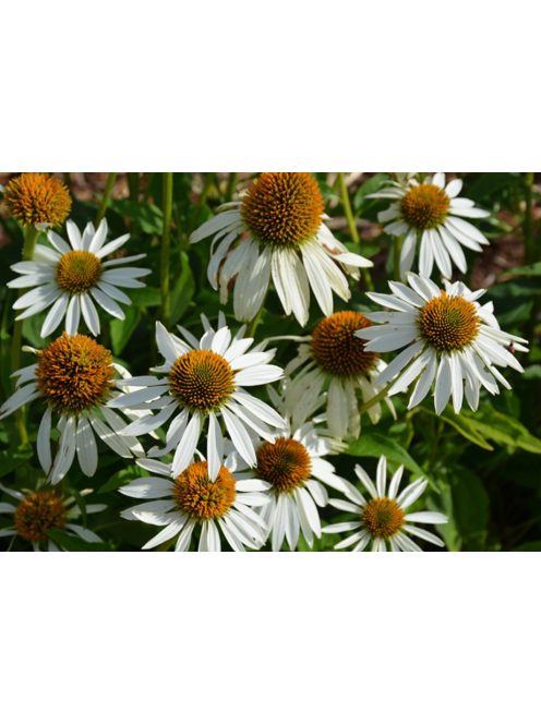 Bíbor kasvirág / ECHINACEA purpurea 'Happy Star' 