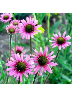   Tenessee kasvirág / ECHINACEA tennesseensis 'Rocky Top'