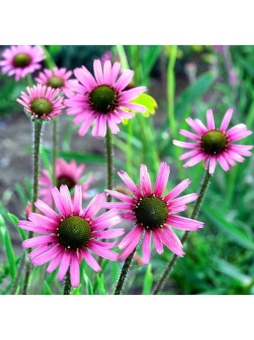 Tenessee kasvirág / ECHINACEA tennesseensis 'Rocky Top'