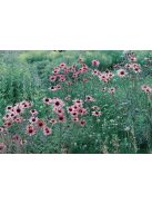 Tenessee kasvirág / ECHINACEA tennesseensis 'Rocky Top'