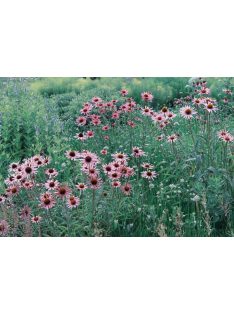   Tenessee kasvirág / ECHINACEA tennesseensis 'Rocky Top'