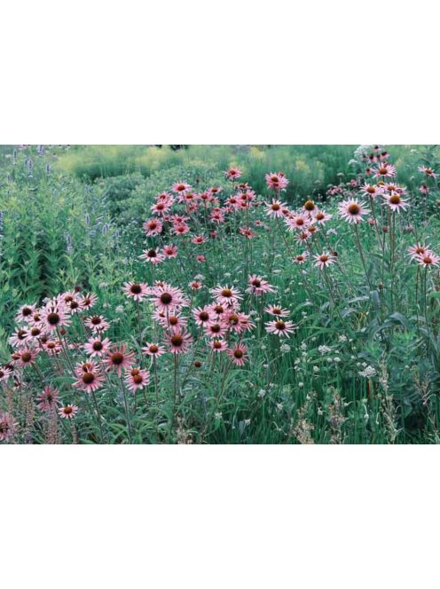Tenessee kasvirág / ECHINACEA tennesseensis 'Rocky Top'