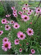 Tenessee kasvirág / ECHINACEA tennesseensis 'Rocky Top'