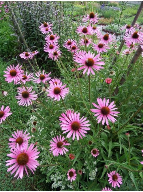 Tenessee kasvirág / ECHINACEA tennesseensis 'Rocky Top'