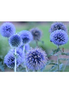   Bánsági szamárkenyér / ECHINOPS bannaticus 'Blue Glow'
