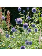 Bánsági szamárkenyér / ECHINOPS bannaticus 'Blue Glow'