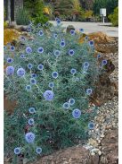 Bánsági szamárkenyér / ECHINOPS bannaticus 'Blue Glow'