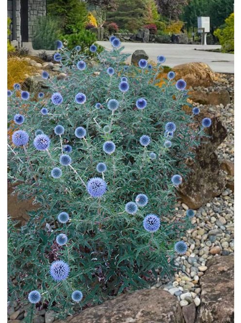 Bánsági szamárkenyér / ECHINOPS bannaticus 'Blue Glow'