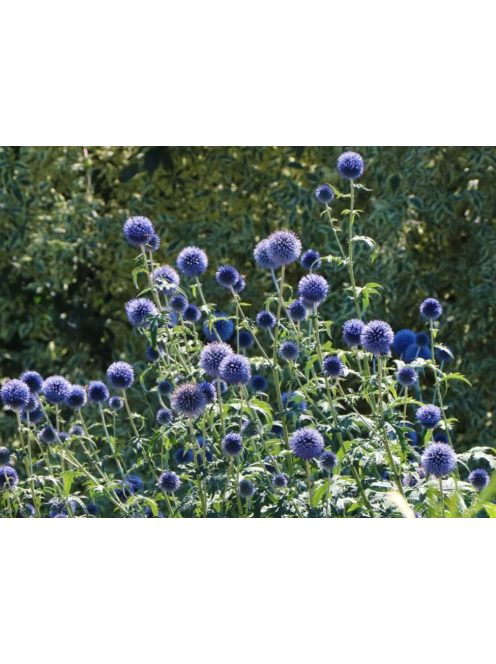 Bánsági szamárkenyér / ECHINOPS bannaticus 'Blue Glow'
