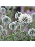 Bánsági szamárkenyér / ECHINOPS bannaticus 'Star Frost'