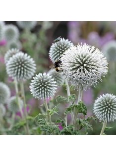   Bánsági szamárkenyér / ECHINOPS bannaticus 'Star Frost'