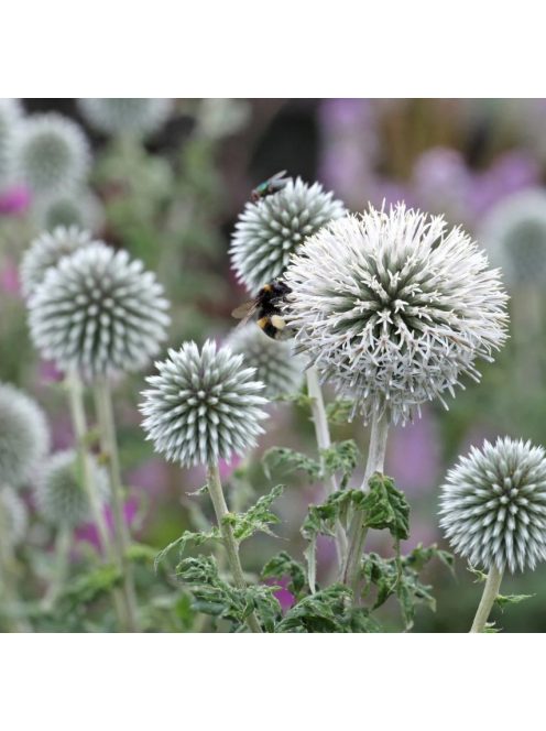 Bánsági szamárkenyér / ECHINOPS bannaticus 'Star Frost'