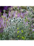 Bánsági szamárkenyér / ECHINOPS bannaticus 'Star Frost'
