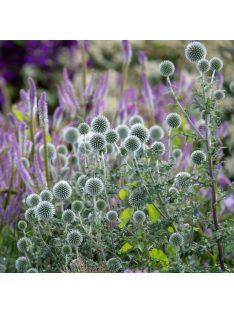   Bánsági szamárkenyér / ECHINOPS bannaticus 'Star Frost'