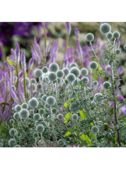 Bánsági szamárkenyér / ECHINOPS bannaticus 'Star Frost'