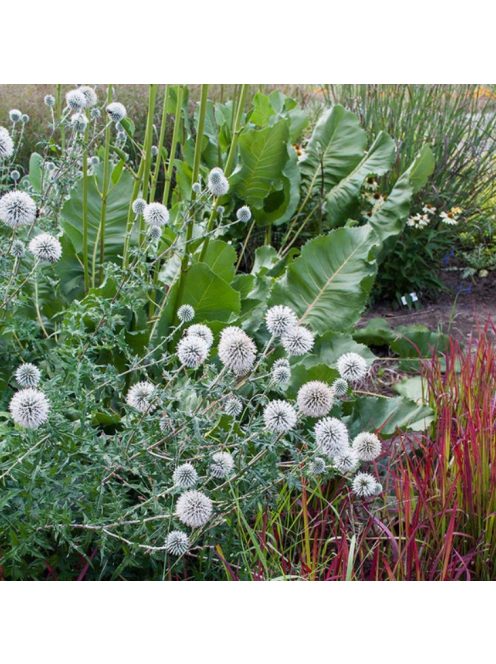 Bánsági szamárkenyér / ECHINOPS bannaticus 'Star Frost'
