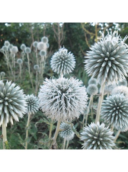 Bánsági szamárkenyér / ECHINOPS bannaticus 'Star Frost'