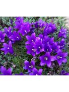 Biokovo harangvirág  / EDRAIANTHUS pumilio 