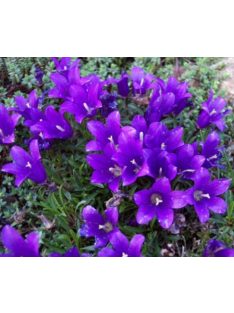 Biokovo harangvirág  / EDRAIANTHUS pumilio 