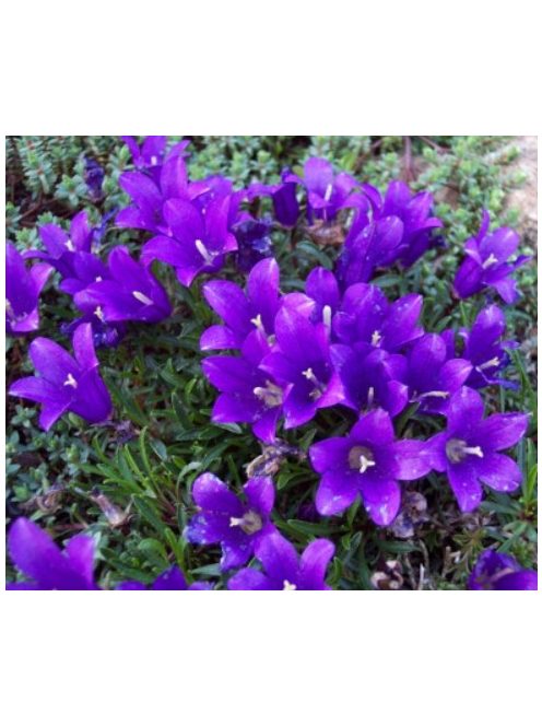 Biokovo harangvirág  / EDRAIANTHUS pumilio 