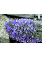 Biokovo harangvirág  / EDRAIANTHUS pumilio 