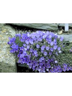 Biokovo harangvirág  / EDRAIANTHUS pumilio 