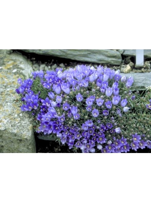 Biokovo harangvirág  / EDRAIANTHUS pumilio 