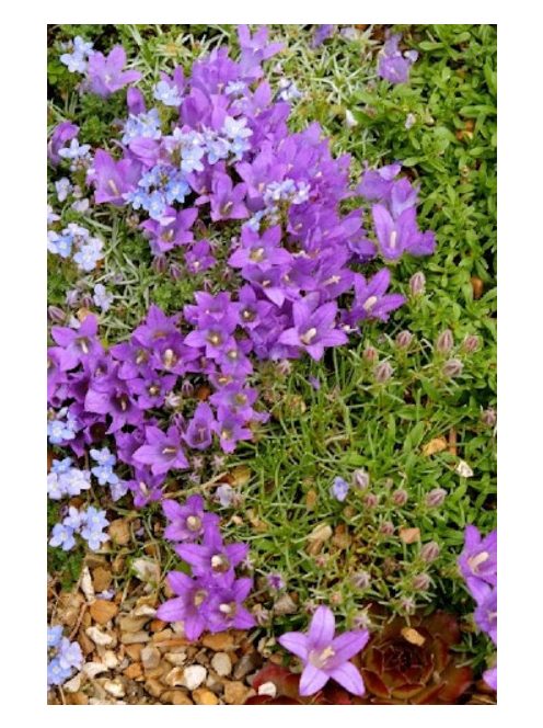 Biokovo harangvirág  / EDRAIANTHUS pumilio 