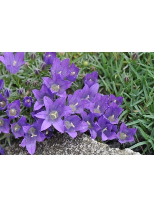 Biokovo harangvirág  / EDRAIANTHUS pumilio 