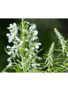 Erdei deréce / EPILOBIUM angustifolium 'Album'
