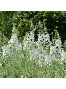 Erdei deréce / EPILOBIUM angustifolium 'Album'