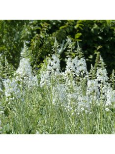 Erdei deréce / EPILOBIUM angustifolium 'Album'
