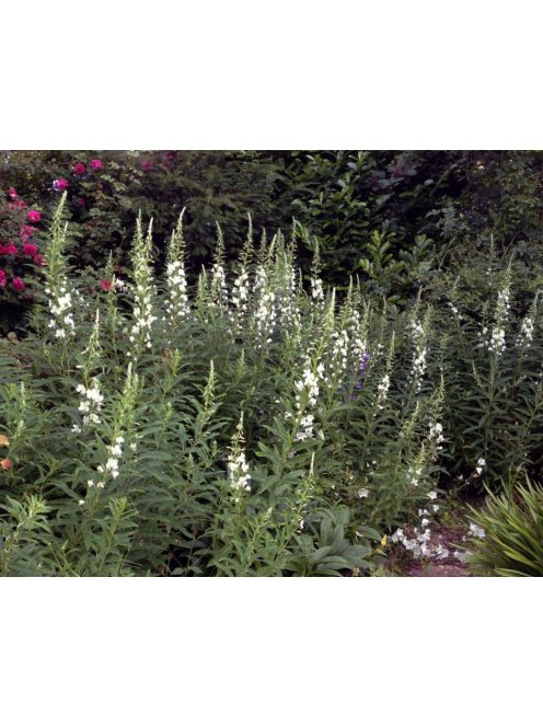 Erdei deréce / EPILOBIUM angustifolium 'Album'
