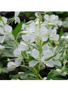 Erdei deréce / EPILOBIUM angustifolium 'Album'
