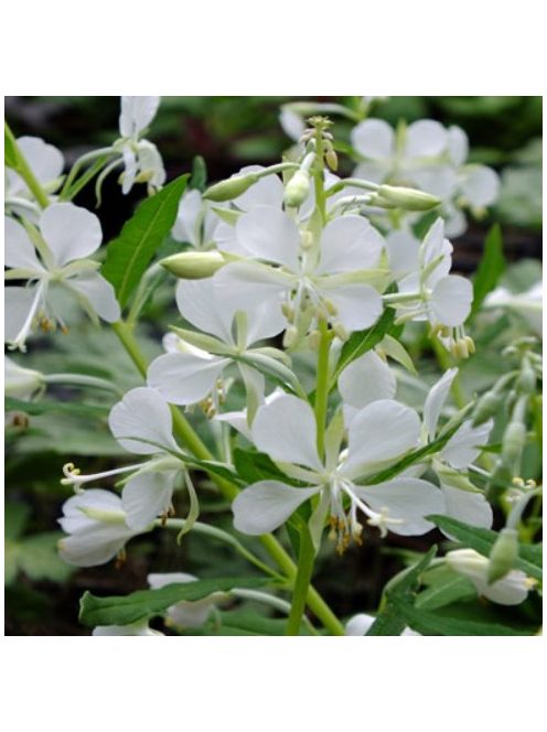 Erdei deréce / EPILOBIUM angustifolium 'Album'
