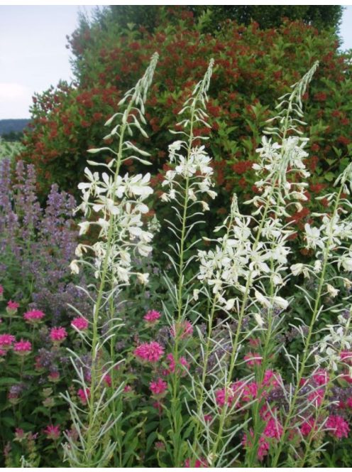 Erdei deréce / EPILOBIUM angustifolium 'Album'