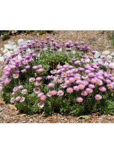 Küllőrojt / ERIGERON glaucus 