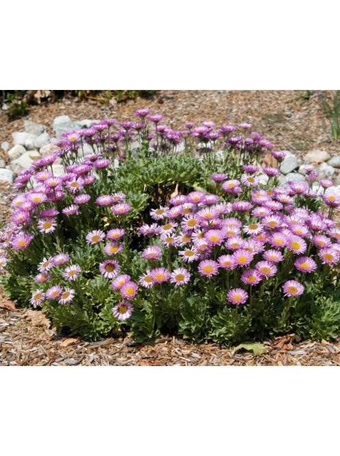 Küllőrojt / ERIGERON glaucus 